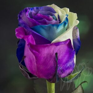 Rainbow 05-Mother